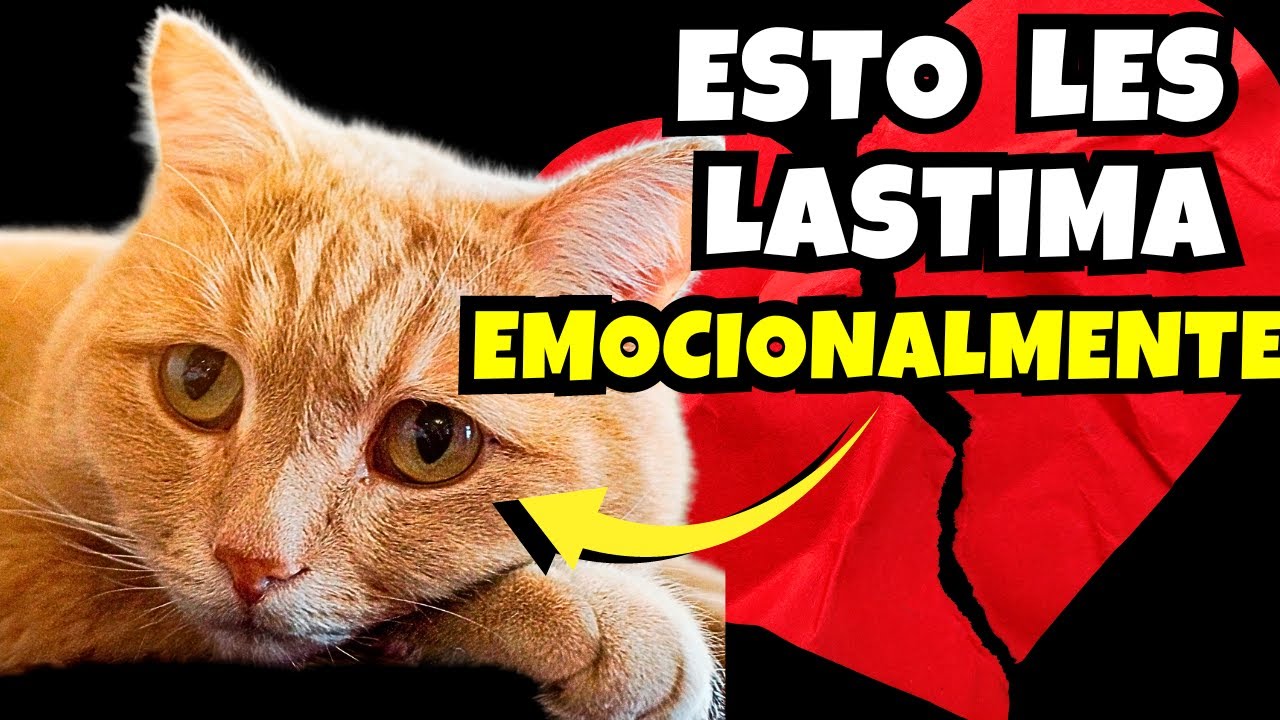 13 ERRORES que DAÑAN EMOCIONALMENTE a tu GATO