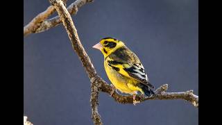 YELLOW-BREASTED GREEN FINCH (India) screenshot 4