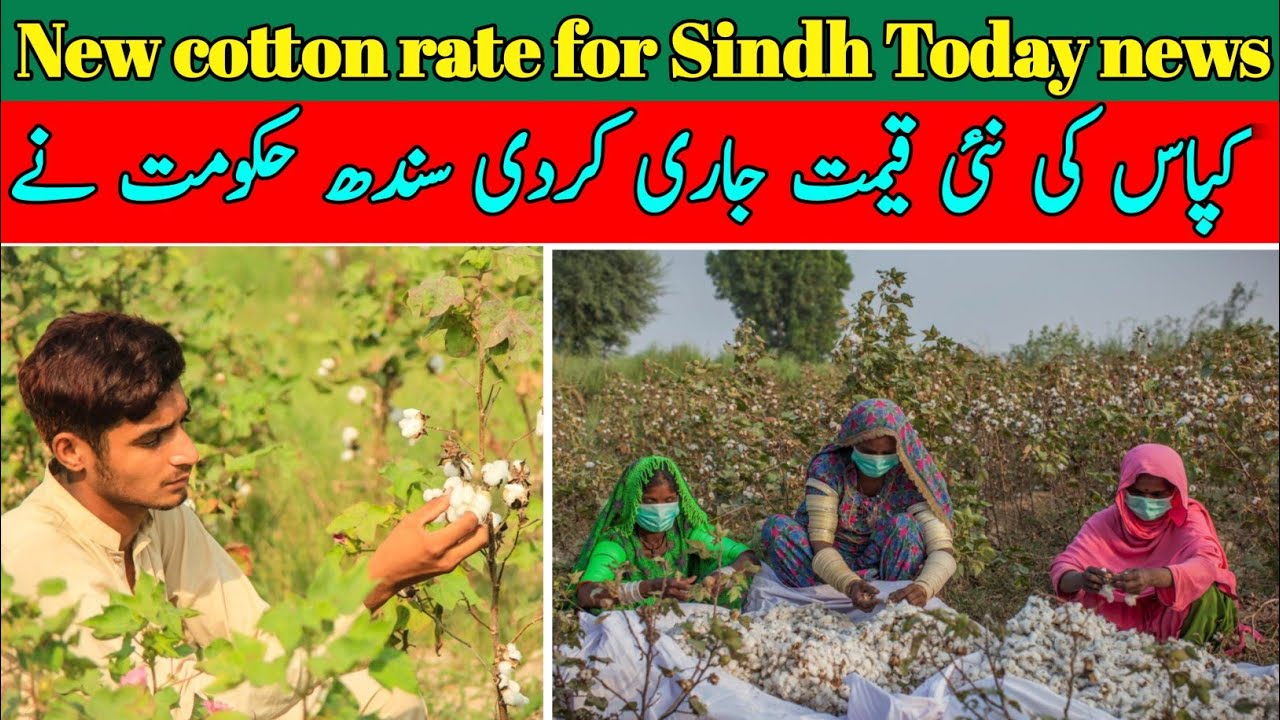 cotton-rate-today-cotton-rate-in-sindh-phutti-rate-today-today-cotton