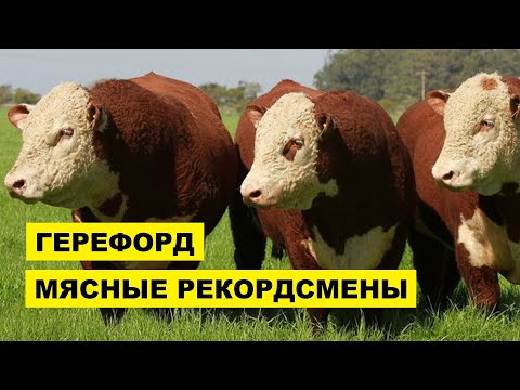 Видео: Эрэгтэй Үхрийг хэрхэн яаж байлдан дагуулах вэ