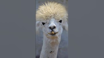 Alpaca #shorts #animals #cute