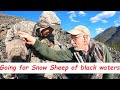 Going for Snow Sheep of black waters