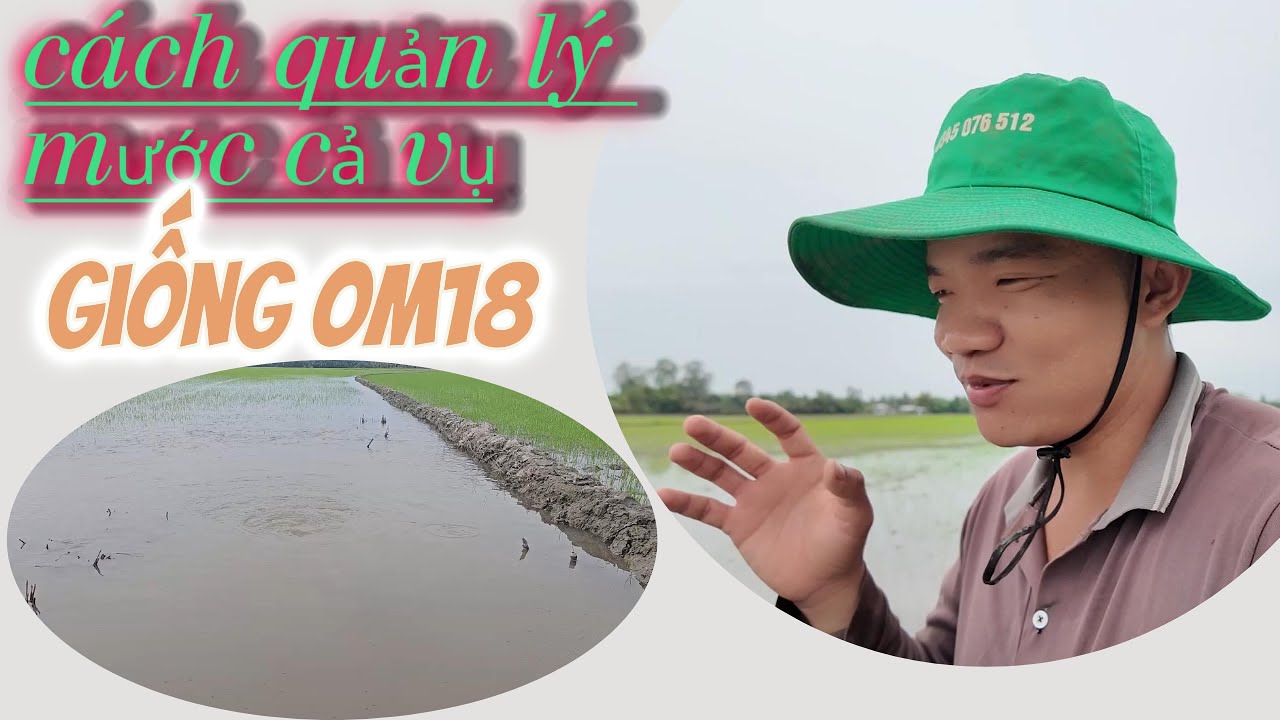 cách quản lý nước cả vụ CHO GIỐNG OM18 giảm đỗ ngã khô cây vụ đông xuân (8 công) l Thanhdotv