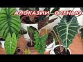 АЛОКАЗИИ 🌺 ЧТО ДЕЛАТЬ с ними ОСЕНЬЮ⁉️