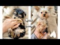 1 YEAR UPDATE W/ YORKIE PUPPY!! GOOD BAD & UGLY! EVERYTHING YOU NEED TO KNOW | Her Breeder& Her Cost