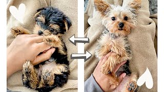 1 YEAR UPDATE W/ YORKIE PUPPY!! GOOD BAD & UGLY! EVERYTHING YOU NEED TO KNOW | Her Breeder& Her Cost