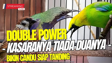 MASTERAN PALING LARIS DI GANTANGAN! GEREJA TARUNG - TENGKEK BUTO - CUNGKOK MENJERIT