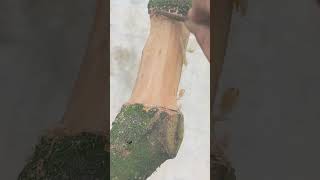 Air Layering a Large Water Apple Tree Using a Recycled Water Jug #airlayering #satisfying #shorts