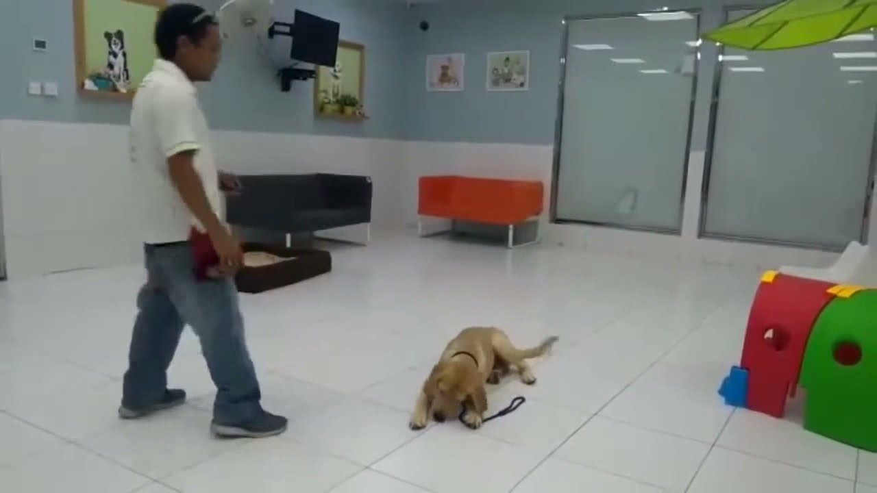 VIP Dog Training course YouTube