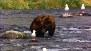Bear.wmv