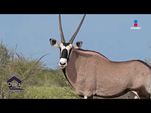 Vídeo: Quin és l'animal nacional de l'oryx d'Escòcia?