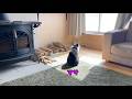 猫と薪ストーブでごはん|暖かい日差しと薪ストーブの灰で雪を解かす