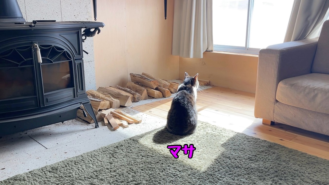 Теплый день | Ужин с кошками