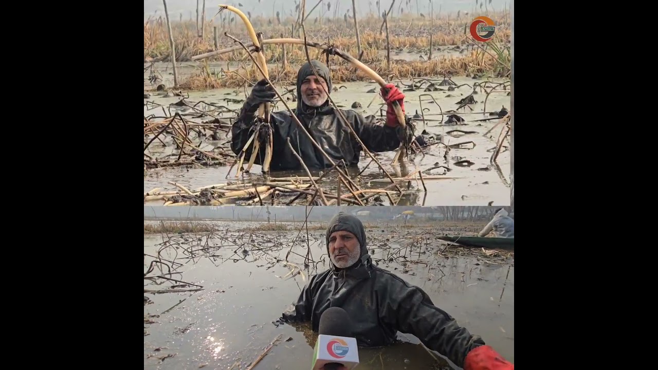 In the Harsh Winter of Kashmir, Lotus Stem (#Nadru ) Farmers Battle Falling Yields and Freezing