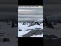 🤣🤣 Funny penguin fight video latest from Antarctica #trending #shorts