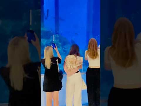Dubai mall aquarium  view #youtubeshorts #aquarium #dubaimall #usmanshabib