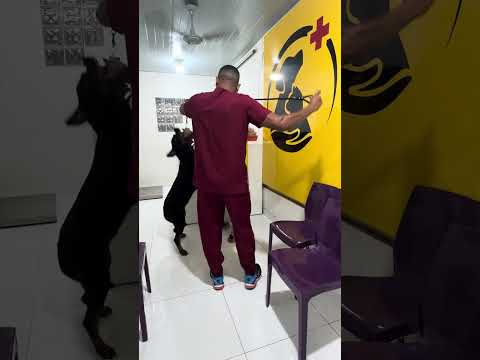 Ela estava agressiva para a consulta: Teve que Fazer aula comportamental de demonstração!