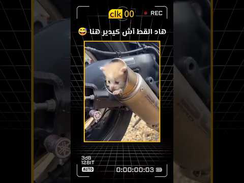 آش كيدير هنا هد القط   