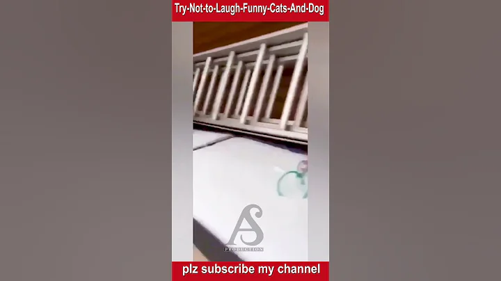 Video 2936921: pets family funny animals, best funny cats dogs, enjoy best funny cats