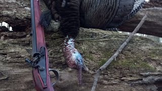 Primitive Turkey Hunt (with Flintlock Fowler) by Primitive Preacher 1,800 views 1 year ago 9 minutes, 29 seconds