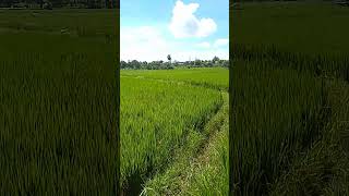 Download Lagu wes pegel MP3