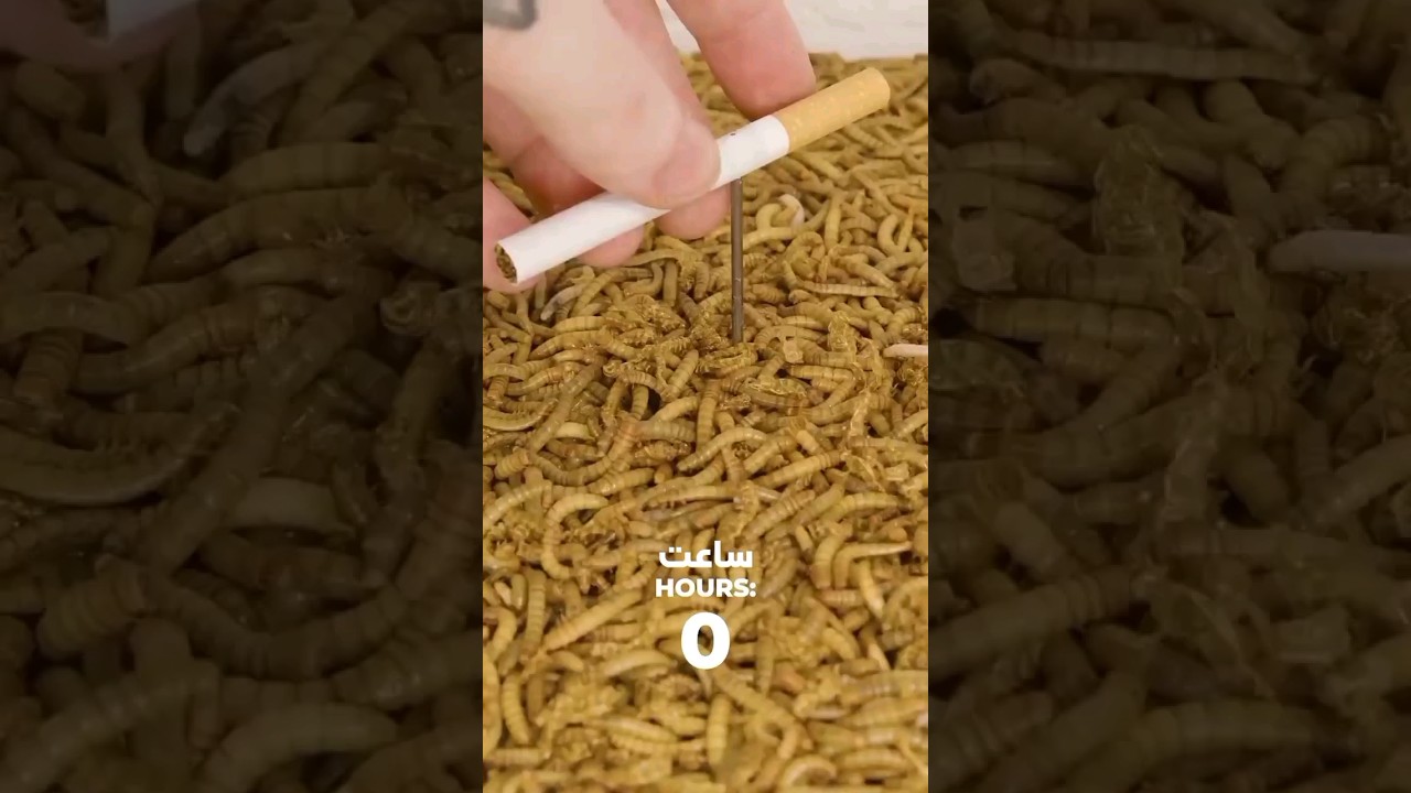 of cigarettes by wormsتجزیه جالب سیگار توسط کرم ها YouTube