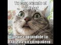 Funny Cats CLIPS | Gatos Graciosos