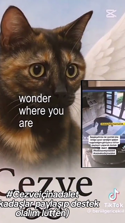 yeter artik pis caniler #basketball