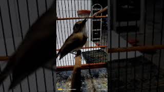 SRDC gacor isian full jenggot dan cekakak