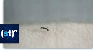 Can ants and mold slime explain collective human behavior | SciTech Now