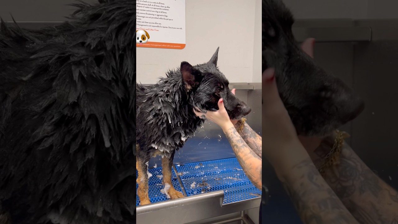 Give Dace a bath with me!🧼🛁 #shorts