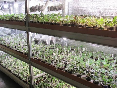 Стеллаж для Фиалок. 5 секретов " правильного" стеллажа. Стеллаж для Фиалок. 5 секретов " правильного" стеллажа.