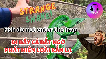 FISH DO NOT ENTER THE TRAP | ĐI BẪY CÁ BẮT NGỜ PHÁT HIỆN LOÀI RẮN LẠ