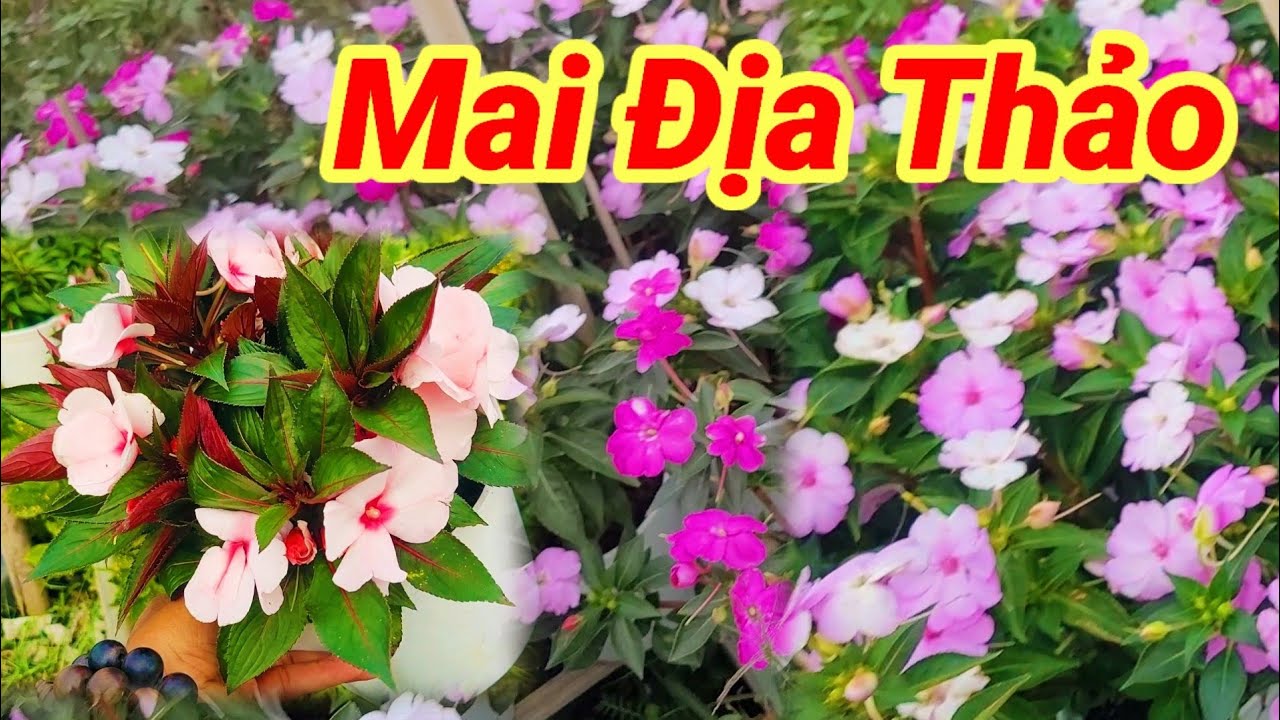 Mai địa thảo đang hoa đúng tết tuyệt đẹp