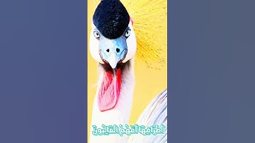 سورة مريم و؛؛كا.نك تسمعها لأ،.و.ل مر.ة💐💟💔؛،🏵️🌼🌺💘بصوت الشيخ حمزة مدبو.ح ❤️💘،؛💞💐💓💕،،💖