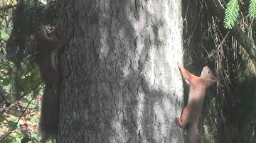 2 SQUIRRELS, 1 TREE!