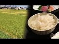 目指せコシヒカリ　新種をブランド米に　おいしさの裏に独自技術