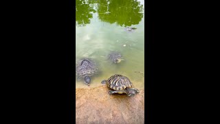 Как мы кормили черепах в Геленджике (лето 2021)