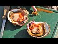 CATCH and COOK! Diving for a Smörgåsbord of Sea-life! *SCALLOPS, SNAILS, FISH, CRAB, URCHIN*