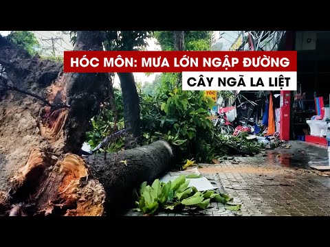Video Kinh hoàng mưa lớn ngập đường, cây ngã la liệt đè nhà... - youtube