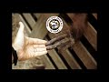 75 Years of Protecting Animals | World Animal Protection’s Journey and Future