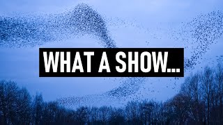 Photographing a STARLING MURMURATION, what an amazing spectacle! | Wildlife Photography Vlog