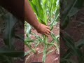 🌽😅