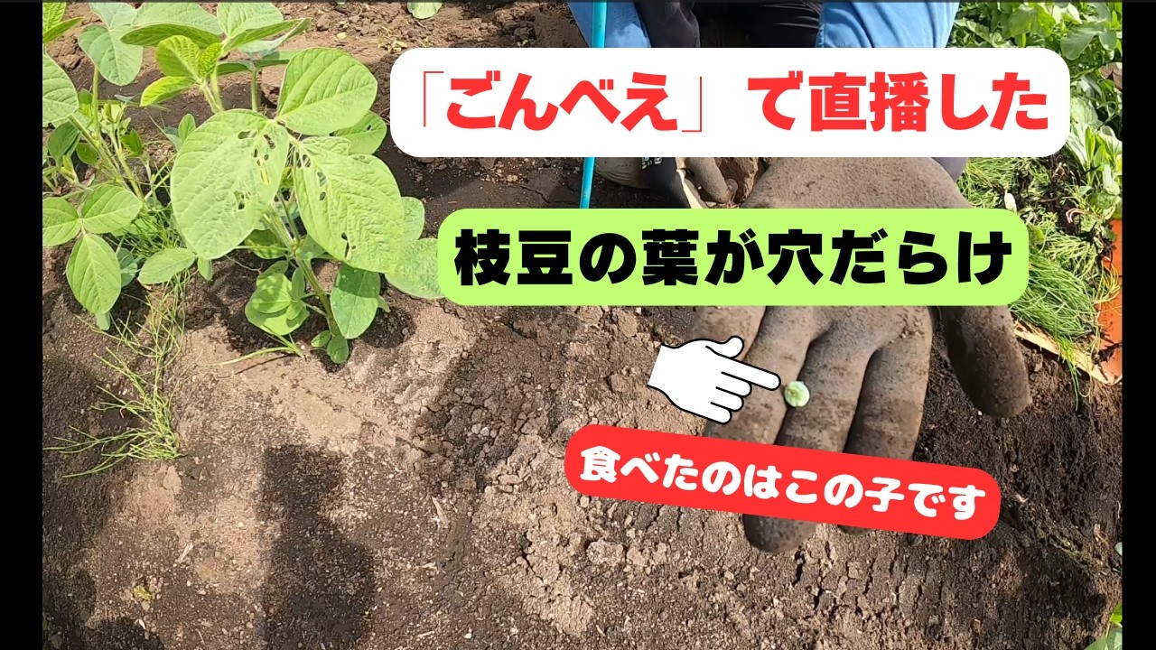 野趣菜園様　えだまめの葉 ごんべえ」で直播した枝豆の葉が食害で穴だらけです - YouTube