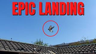 EPIC Young Pigeon Race (Great Results)