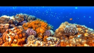 GoPro High Dynamic Range Diving || Far away