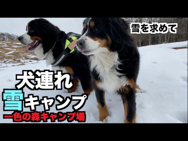 お出かけ 偶然にも大型犬いっぱい 川遊び 岐阜板取川 Youtube