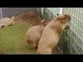 カピバラの「何か固くてとげとげしたのが来た」 (Capybara "Hard and jagged someting is coming")