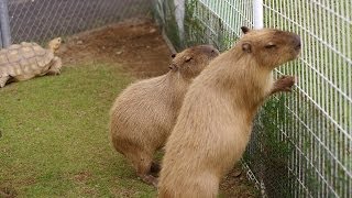 草を食べたいカピバラと決まった道を通りたいカメ  