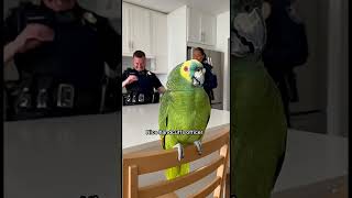 Talking Parrot  #talkingparot #funnyanimal #funny #funnybird #parrot #funnyparrot #birds #pets